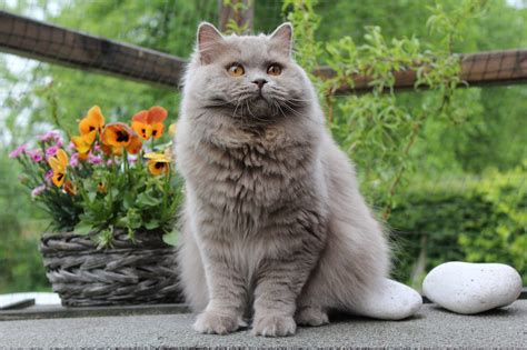 British Longhair smoky male cat portrait