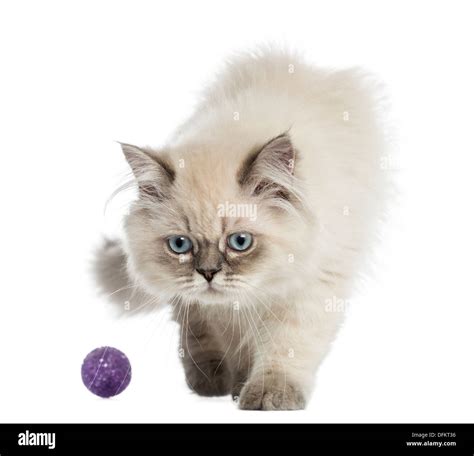 British Longhair playing with a toy