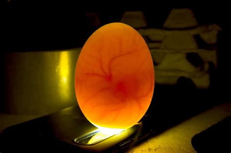 Egg candling equipment with an egg revealing internal structure