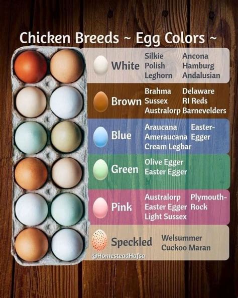 Various types of eggs with different shell colors