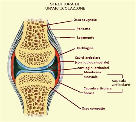 Sezione di un'articolazione sana e con cartilagine danneggiata