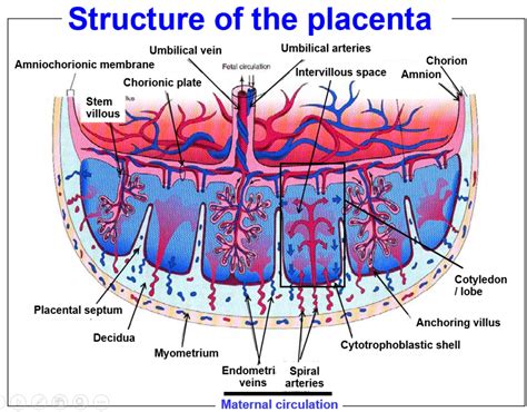 Struttura della placenta