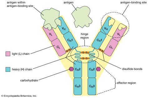 Trasferimento degli anticorpi materni