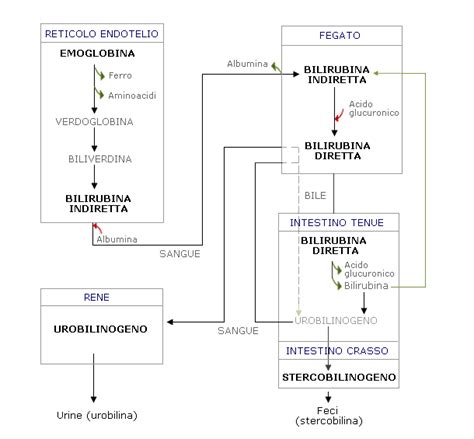 Metabolismo della bilirubina