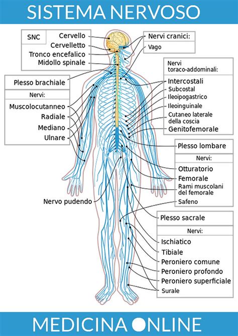 anatomia umana e terminazioni nervose