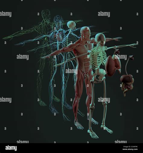 rappresentazione schematica dell'anatomia umana e dei sistemi corporei