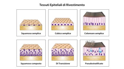 struttura dei tessuti umani epiteliale e connettivo