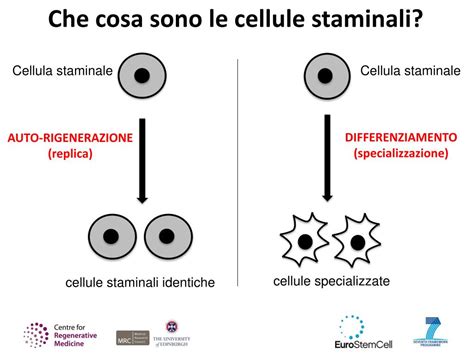 rappresentazione stilizzata di cellule staminali in fase di differenziazione