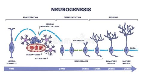 grafico che illustra il ruolo dei fattori di crescita nello sviluppo neuronale