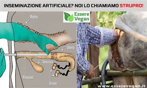 Fattrice posizionata per l'inseminazione artificiale