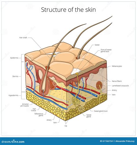 Illustrazione della struttura della pelle del neonato