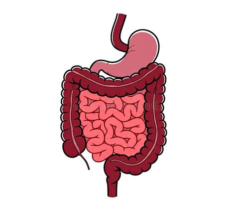 Illustrazione del sistema digestivo che mostra l'accumulo di gas nell'intestino