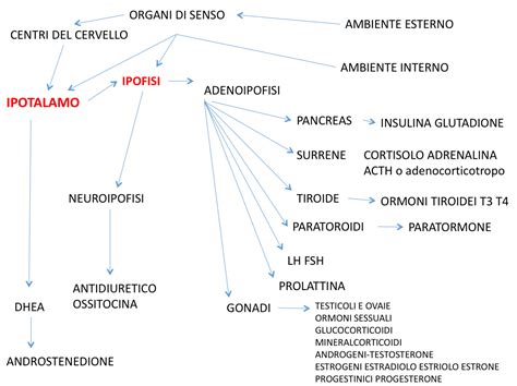 Schema sull'azione degli ormoni (estrogeni e progesterone) sull'endometrio