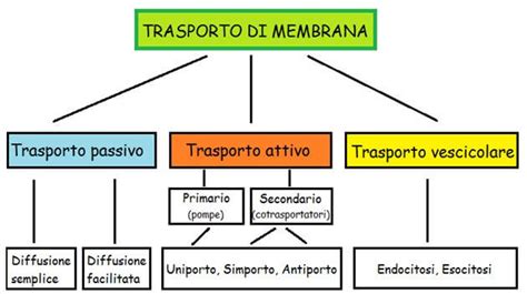 Diagramma dei meccanismi di trasporto placentare