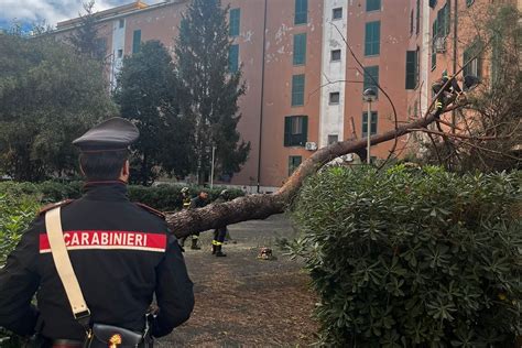 Passeggino sotto un albero caduto in ambiente urbano