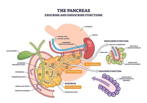 Diagramma anatomico di un pappagallo che illustra il gozzo