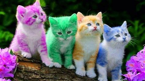 Gatti di vari colori