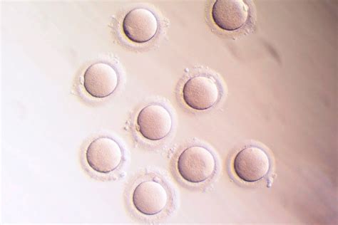 Ovociti al microscopio