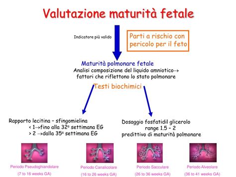 Sviluppo polmonare fetale e neonatale con SDR