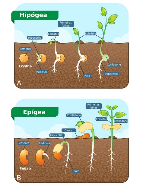 Immagine dei cotiledoni placentari sul versante materno