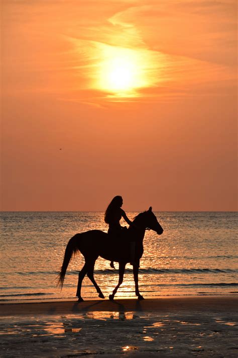 Un cavallo al pascolo al tramonto, simbolo di libertà e pace