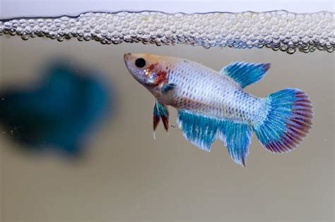 Maschio Betta splendens con il suo nido di bolle