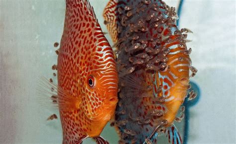 Avannotti di Discus che si nutrono sul dorso dei genitori