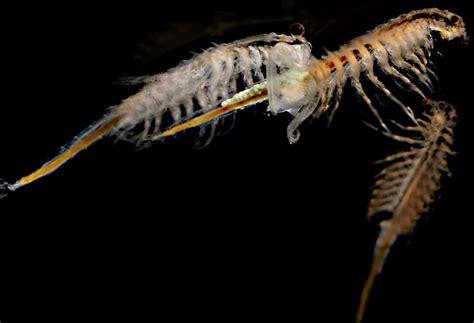 Naupli di Artemia salina sotto ingrandimento