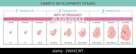 Linea temporale dello sviluppo fetale