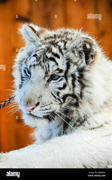 Tigre bianca cucciolo in un centro di recupero veterinario
