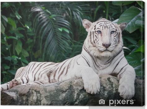 Illustrazione comparativa tra una tigre del Bengala classica e una variante bianca