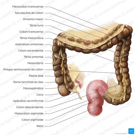 anatomia del colon con diverticoli