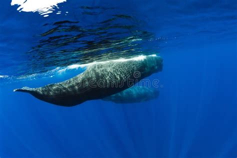 Balena che nuota nell'oceano