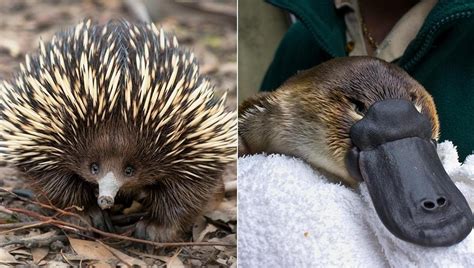 Ornitorinco e echidna