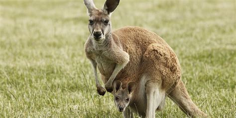 Canguro con cucciolo nel marsupio