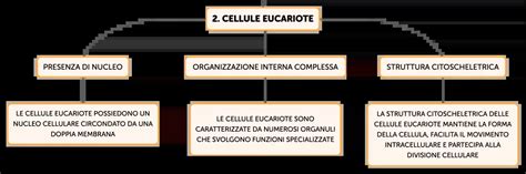 Struttura di un mammifero con evidenziate le caratteristiche distintive
