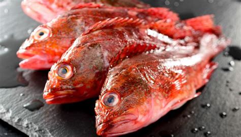 Scorfano rosso con appendici carnose sul mento