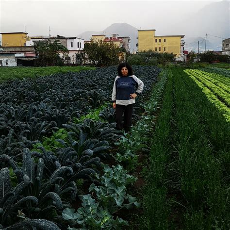 Campo coltivato di broccoli freschi appena raccolti