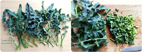 Illustrazione delle diverse parti del broccolo: cime e gambo