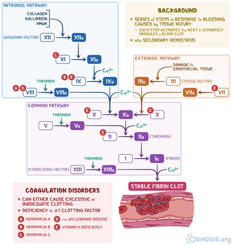 Coagulation cascade diagram