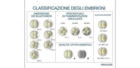 tabella di classificazione degli embrioni per qualità