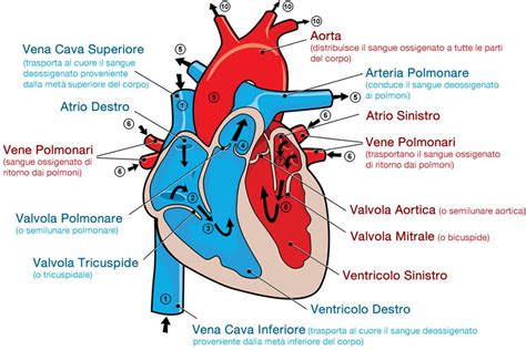 rappresentazione stilizzata di un cuore umano in un contesto di monitoraggio medico