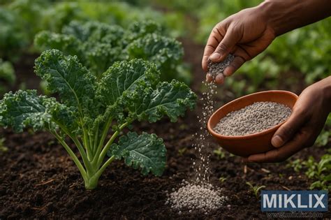 Piante vigorose e sane dopo l'applicazione di fertilizzante