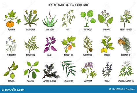 Illustrazione di varie erbe medicinali utilizzate nel parto
