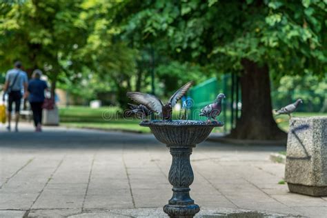Uccelli che bevono e si bagnano in un abbeveratoio