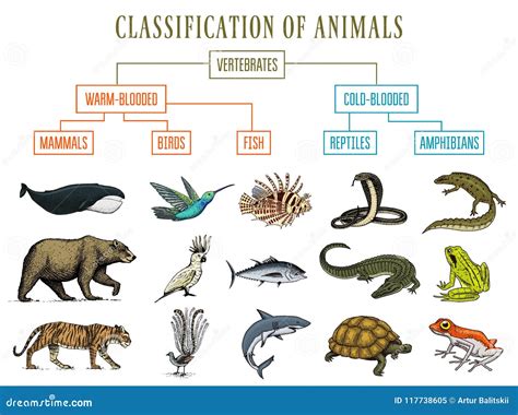 Illustrazione comparativa delle bocche di uccelli e mammiferi