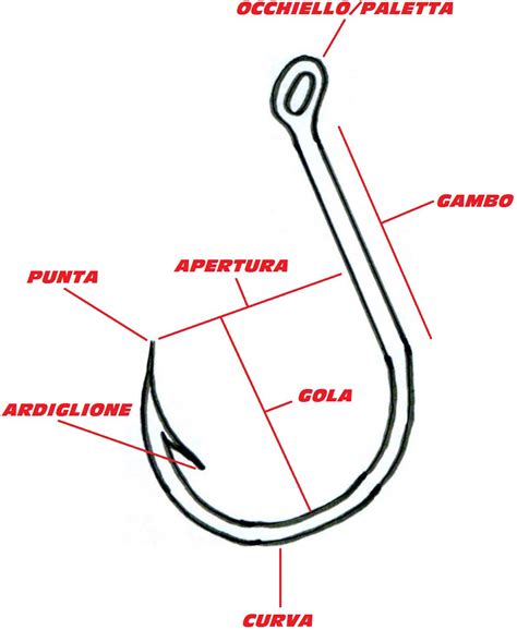 schema anatomico dell'amo da pesca con indicazione di punta, gambo, curvatura e attacco