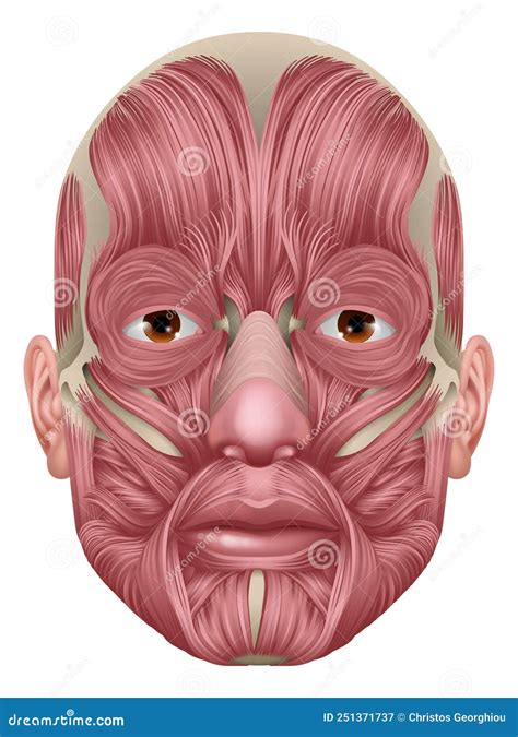 Diagramma anatomico del viso