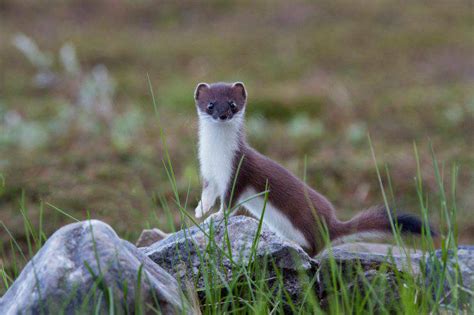 L'ermellino nel suo habitat naturale alpino
