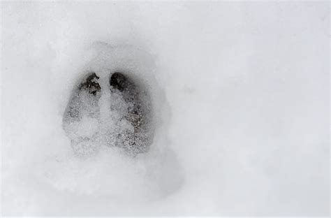 Dettaglio delle impronte dell'ermellino sulla neve